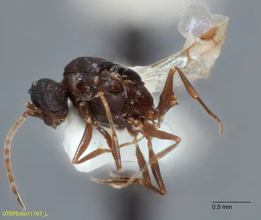Temnothorax josephi specimen UTEPENTO11767-02 image utepento11767-02_3