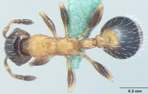 Temnothorax kashmirensis specimen ANTWEB1008015 image antweb1008015_1
