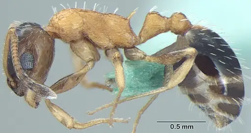 Temnothorax kashmirensis specimen ANTWEB1008015 image antweb1008015_3