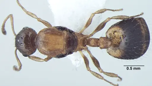 Temnothorax kashmirensis specimen ANTWEB1008016 image antweb1008016_1