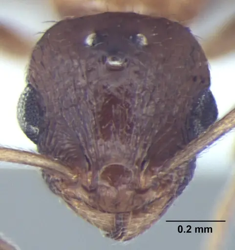 Temnothorax kashmirensis specimen ANTWEB1008016 image antweb1008016_2
