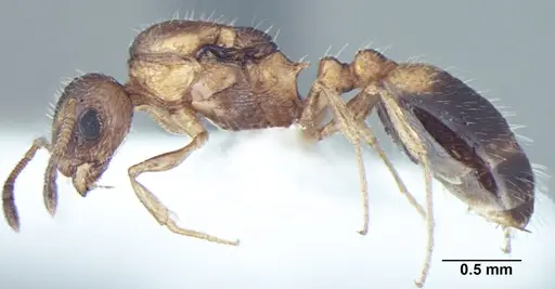 Temnothorax kashmirensis specimen ANTWEB1008016 image antweb1008016_3
