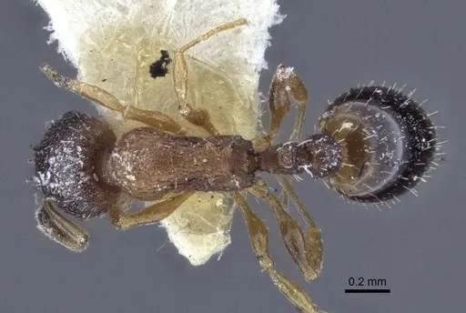 Temnothorax kaszabi specimen CASENT0916694 image casent0916694_1