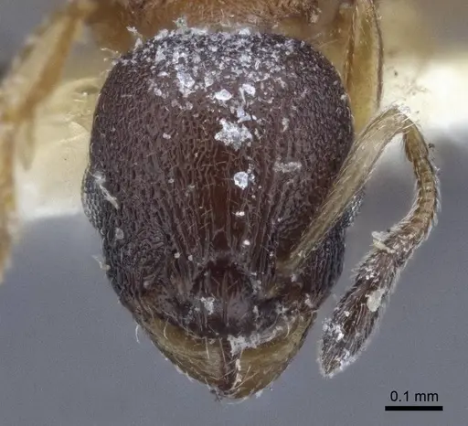 Temnothorax kaszabi specimen CASENT0916694 image casent0916694_2