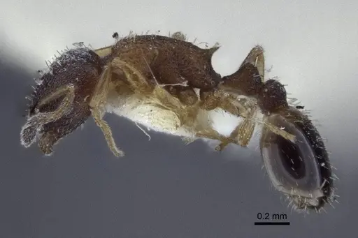 Temnothorax kaszabi specimen CASENT0916694 image casent0916694_3