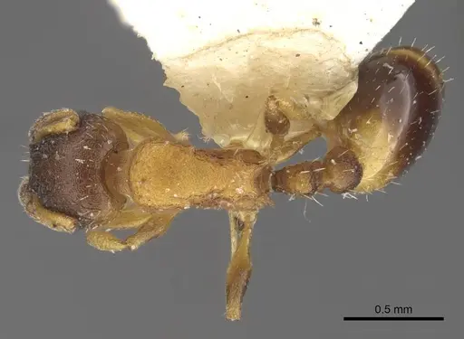 Temnothorax kaszabi specimen CASENT0917463 image casent0917463_1