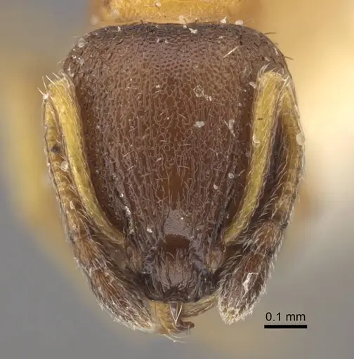 Temnothorax kaszabi specimen CASENT0917463 image casent0917463_2