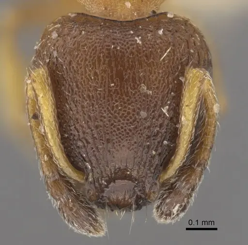 Temnothorax kaszabi specimen CASENT0917463 image casent0917463_3