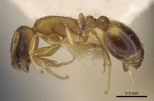 Temnothorax kaszabi specimen CASENT0917463 image casent0917463_4