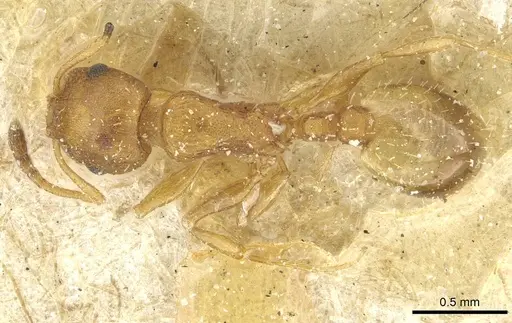 Temnothorax kemali specimen CASENT0912952 image casent0912952_1