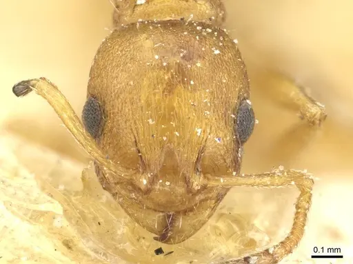 Temnothorax kemali specimen CASENT0912952 image casent0912952_2