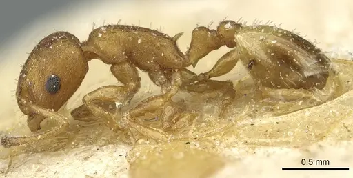 Temnothorax kemali specimen CASENT0912952 image casent0912952_3