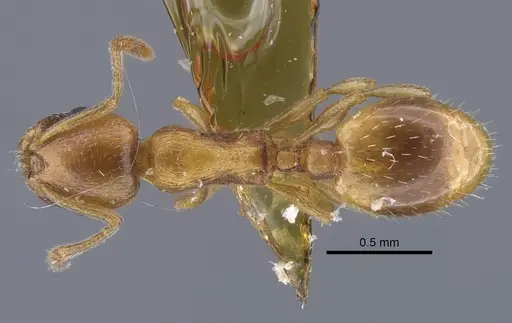 Temnothorax kirghizicus specimen CASENT0917444 image casent0917444_1