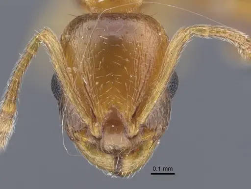 Temnothorax kirghizicus specimen CASENT0917444 image casent0917444_2