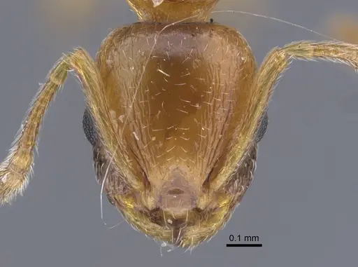 Temnothorax kirghizicus specimen CASENT0917444 image casent0917444_3