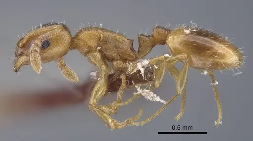 Temnothorax kirghizicus specimen CASENT0917444 image casent0917444_4