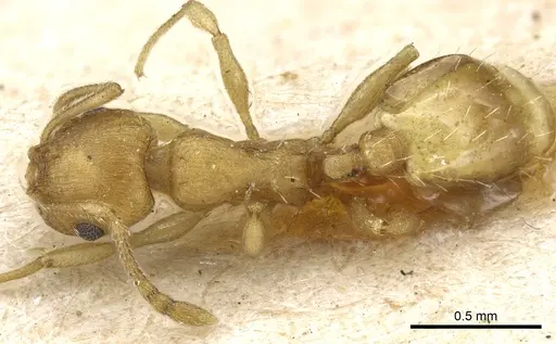 Temnothorax korbi specimen CASENT0904750 image casent0904750_1