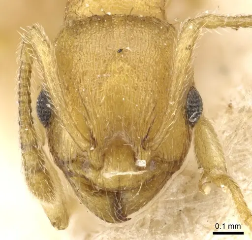 Temnothorax korbi specimen CASENT0904750 image casent0904750_2