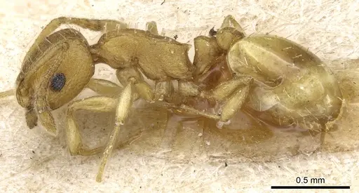 Temnothorax korbi specimen CASENT0904750 image casent0904750_3