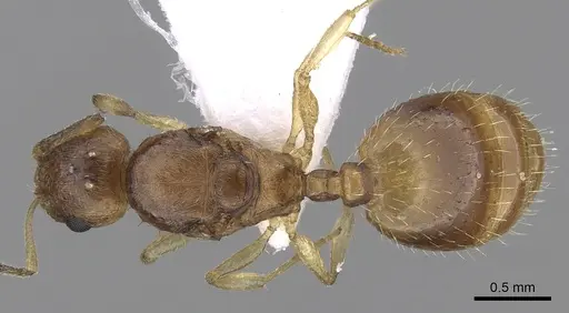 Temnothorax korbi specimen CASENT0906011 image casent0906011_1
