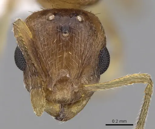 Temnothorax korbi specimen CASENT0906011 image casent0906011_2