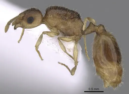Temnothorax korbi specimen CASENT0906011 image casent0906011_3