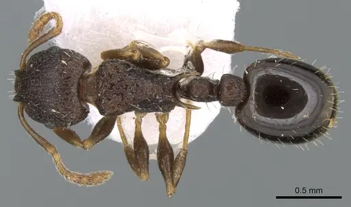 Temnothorax koreanus specimen CASENT0906181 image casent0906181_1