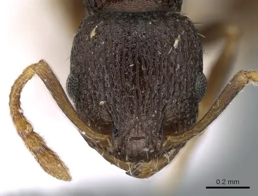 Temnothorax koreanus specimen CASENT0906181 image casent0906181_2