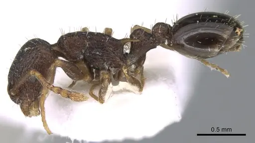 Temnothorax koreanus specimen CASENT0906181 image casent0906181_3