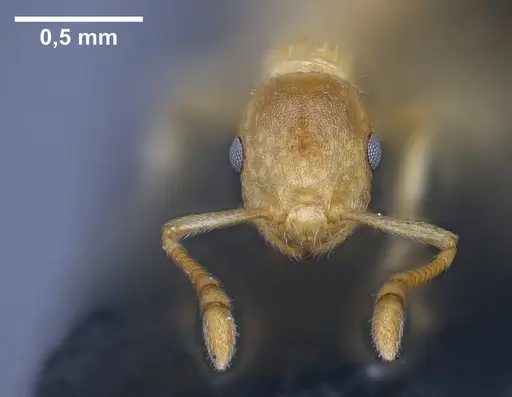 Temnothorax kraussei specimen ANTWEB1041368 image antweb1041368_1