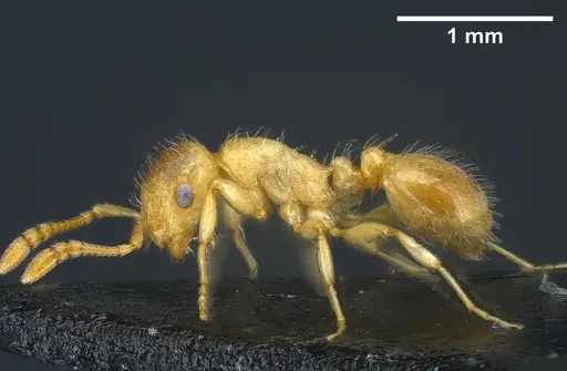 Temnothorax kraussei specimen ANTWEB1041368 image antweb1041368_2
