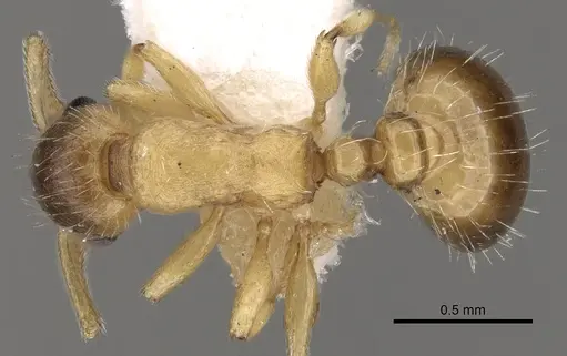 Temnothorax kraussei specimen CASENT0281811 image casent0281811_1