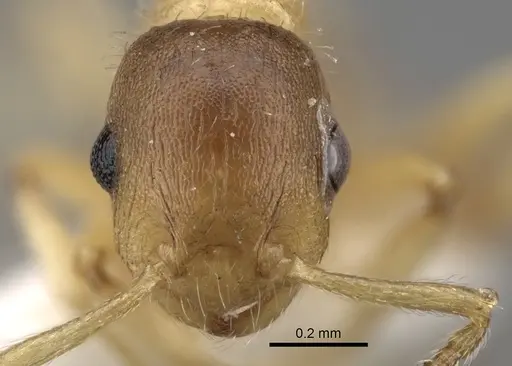 Temnothorax kraussei specimen CASENT0281811 image casent0281811_2