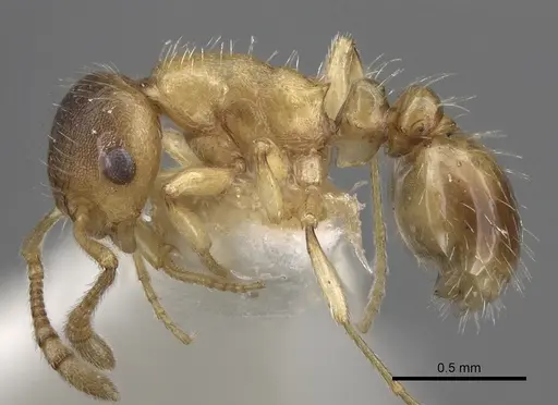 Temnothorax kraussei specimen CASENT0281811 image casent0281811_3