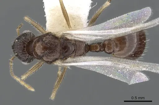 Temnothorax kraussei specimen CASENT0901766 image casent0901766_1