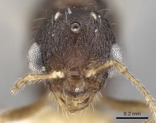 Temnothorax kraussei specimen CASENT0901766 image casent0901766_2