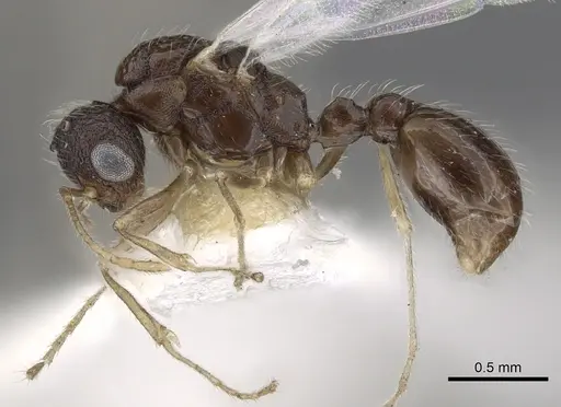 Temnothorax kraussei specimen CASENT0901766 image casent0901766_3