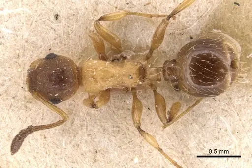 Temnothorax kraussei specimen CASENT0904776 image casent0904776_1