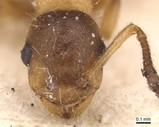 Temnothorax kraussei specimen CASENT0904776 image casent0904776_2