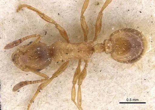 Temnothorax kraussei specimen CASENT0909067 image casent0909067_1