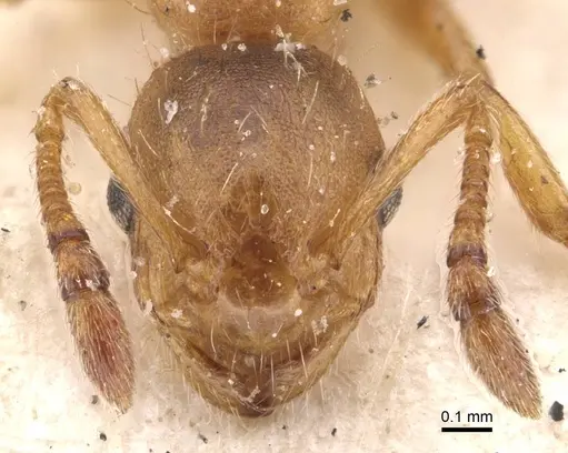 Temnothorax kraussei specimen CASENT0909067 image casent0909067_2