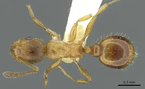 Temnothorax kraussei specimen CASENT0912886 image casent0912886_1