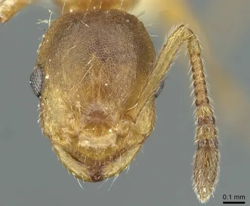 Temnothorax kraussei specimen CASENT0912886 image casent0912886_2
