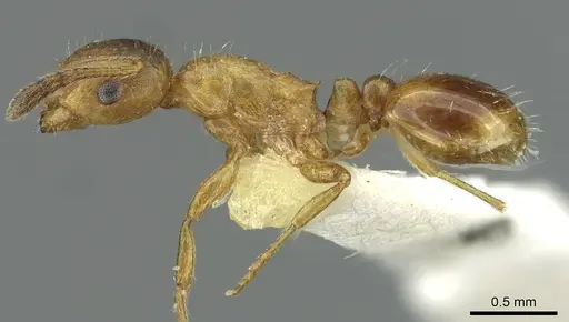 Temnothorax kraussei specimen CASENT0912886 image casent0912886_3