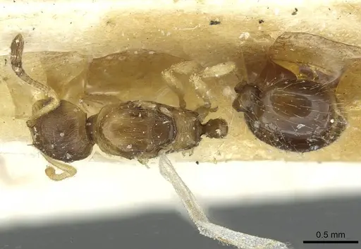 Temnothorax kraussei specimen CASENT0912887 image casent0912887_1