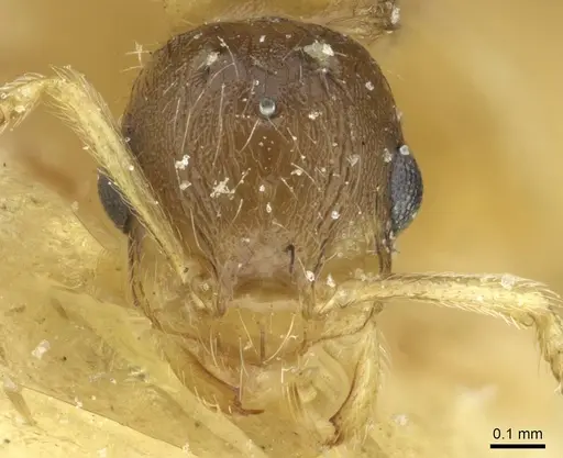Temnothorax kraussei specimen CASENT0912887 image casent0912887_2