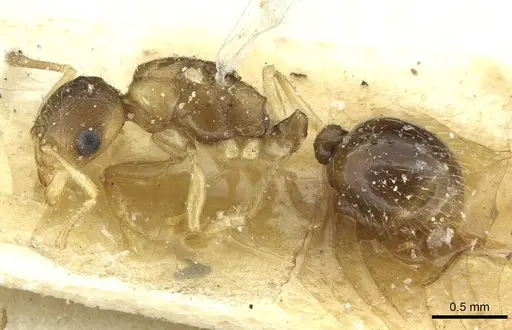 Temnothorax kraussei specimen CASENT0912887 image casent0912887_3