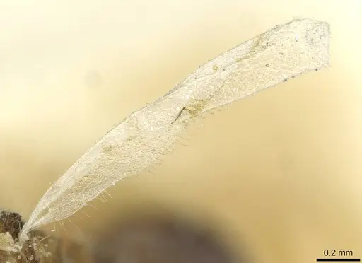 Temnothorax kraussei specimen CASENT0912887 image casent0912887_4