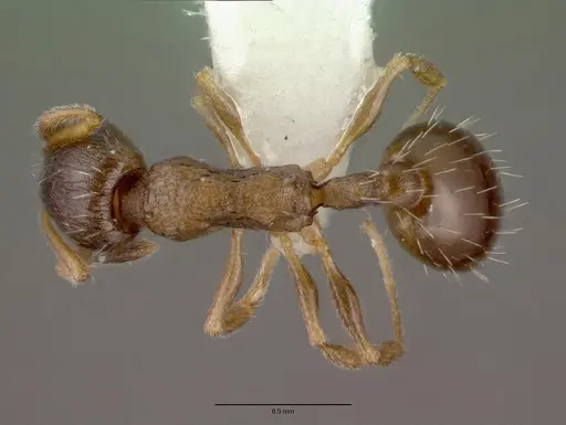 Temnothorax kubira specimen CASENT0008635 image casent0008635_1