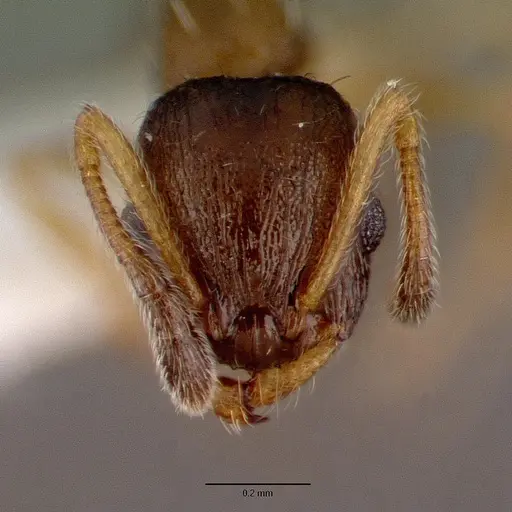 Temnothorax kubira specimen CASENT0008635 image casent0008635_2